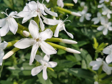 White inflorescences. Flowering spring nature. A source of nectar for insects. Urban green spaces....