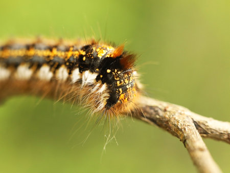 Macro shot of a shaggy larva of a multi-colored caterpillar crawling on a tree branch on a blurred green background. Future butterfly. The beautiful world of insects under the microscope.の写真素材