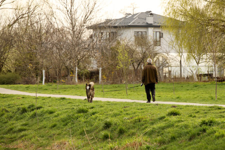 A man walks his dog in the countryside near his home. Free time to relax and take care of his pet. Active old age in communication with animals.の写真素材