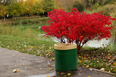A decorative bush of bright red color growing on the shore of a lake. Colors of autumn time of yearの写真素材