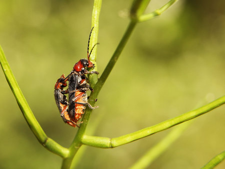 Copulation of beetles. Reproduction of insects. Macro with blurry background. Pollination of plants...