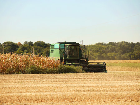Harvesting corn and wheat. Harvesters and machines are harvesting grain from the field. Autumn field...