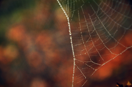 drops on webの写真素材