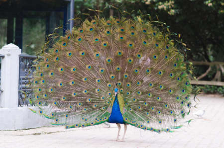 Portrait of a peacock showing its tail full of feathersの写真素材