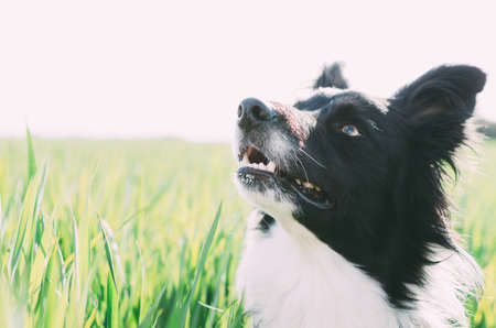 Portrait of a border in a field looking up. Portrait of a dog with copy space.の写真素材