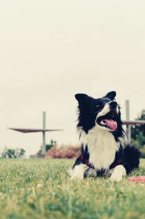Vertical portrait of a border collie dog lying in the parkの写真素材