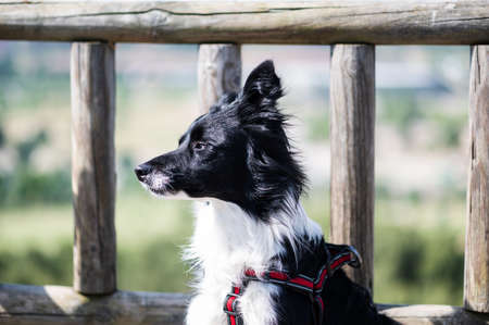 Portrait of a border collie puppy on a wooden gazebo fence with the background out of focusの写真素材