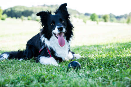 Portrait of a border collie puppy lying in the park with a ball next to itの写真素材