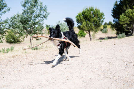 Border collie puppy running with a huge wooden stickの写真素材