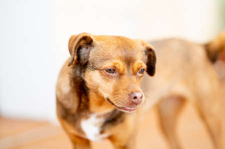 Shallow depth of field portrait of an autonomous breed dog. "Rater Mallorqui".の写真素材