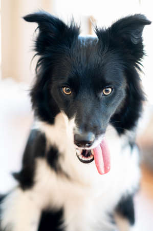 Shallow depth of field portrait of a purebred border collie showing his tongue. Vertical imageの写真素材