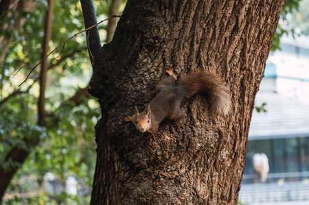 Red squirrel climbing down a log looking at the camera. Sciurus vulgaris. Campo Grande, Valladolid...