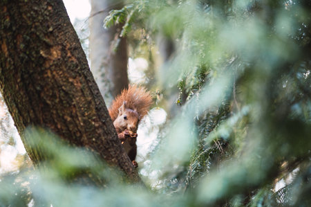 Red squirrel sitting on a branch eating. Sciurus vulgaris. Campo Grande, Valladolid Spain.