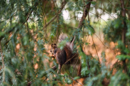 Red squirrel seen from the back beginning. Sciurus vulgaris. Campo Grande, Valladolid Spain.の写真素材