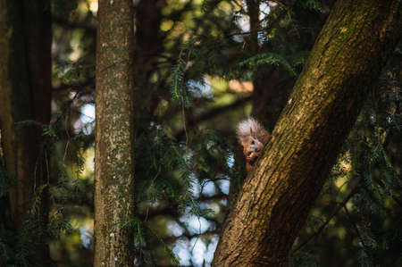 Red squirrel eating hidden in a tree. Sciurus vulgaris. Campo Grande, Valladolid Spain.の写真素材