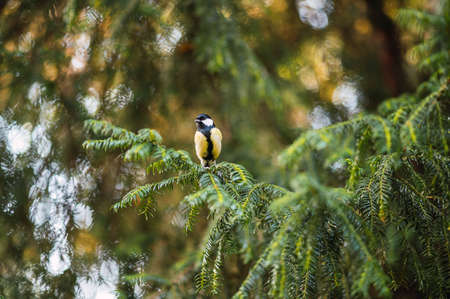 Great tit on a branch in a tree. Parus major. Campo Grande, Valladolid Spain.の写真素材
