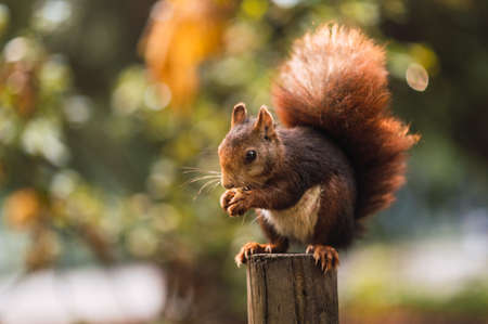 Red squirrel eating while sitting on a pole. Sciurus vulgaris. Campo Grande, Valladolid Spain.の写真素材