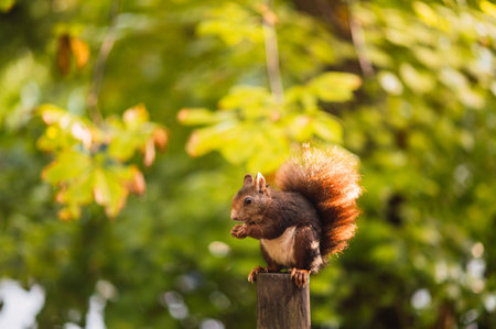 Red squirrel eating while sitting on a pole. Sciurus vulgaris. Campo Grande, Valladolid Spain.の写真素材