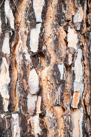 Background of a pine bark. Image ofa tree bark textureの写真素材