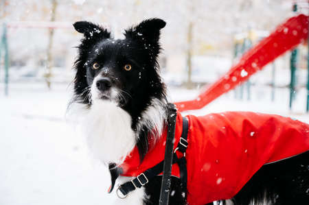 Young border collie dog in the snow with a red rain jacket. Winter conceptの写真素材
