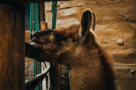 Ecuadorian brown llama chewing woodの写真素材