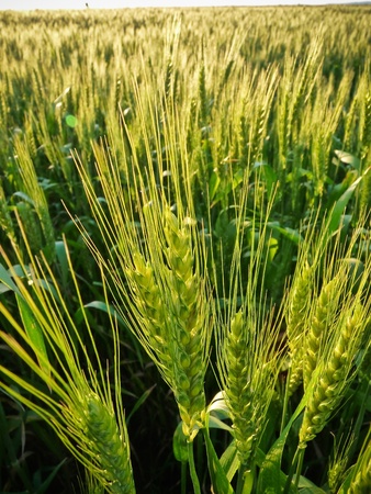 Wheatの写真素材