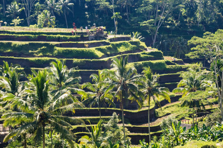 Rice paddy fields in Bali, Indonesiaの写真素材