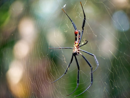 Spider hanging on its webの写真素材