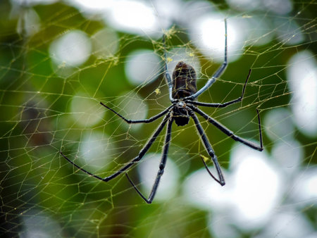 Spider hanging on its webの写真素材
