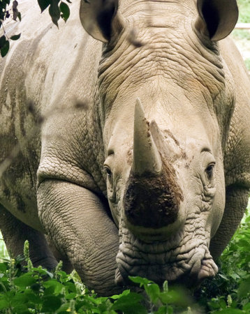 Close-up of a Rhino bullの写真素材