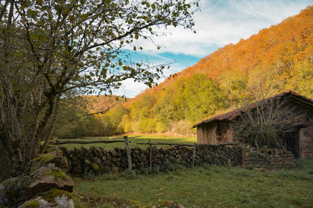 House in the forestの写真素材