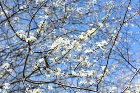 BRUSSELS, Belgium - March 21, 2023: A plum tree is in bloom as spring arrives. Its flowers are white and are in the rays of the sunのeditorial素材