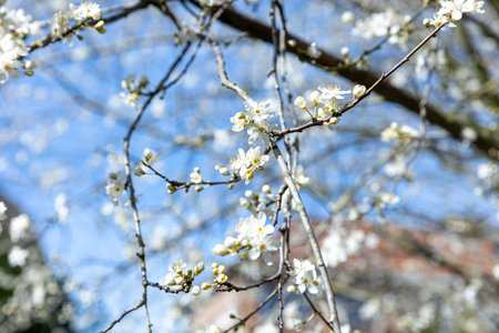BRUSSELS, Belgium - March 21, 2023: A plum tree is in bloom as spring arrives. Its flowers are white and are in the rays of the sunのeditorial素材