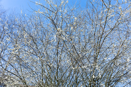 BRUSSELS, Belgium - March 21, 2023: A plum tree is in bloom as spring arrives. Its flowers are white and are in the rays of the sunのeditorial素材