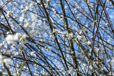 BRUSSELS, Belgium - March 21, 2023: A plum tree is in bloom as spring arrives. Its flowers are white and are in the rays of the sunのeditorial素材