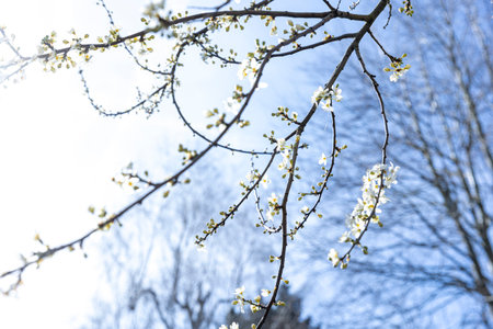 BRUSSELS, Belgium - March 21, 2023: A plum tree is in bloom as spring arrives. Its flowers are white and are in the rays of the sunのeditorial素材