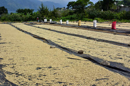 Drying grain in the fields of the city of San Juan La Laguna, on the shores of Lake AtitlÃ¡n, in southwestern Guatemalaの写真素材