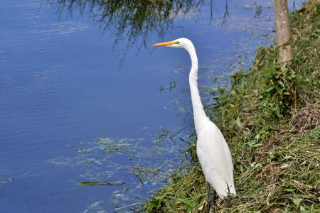 White heron on the island of Flores, in Lake PetÃ©n ItzÃ¡, northern Guatemalaの写真素材