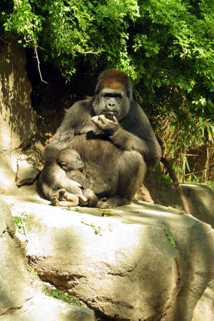 gorillaの写真素材