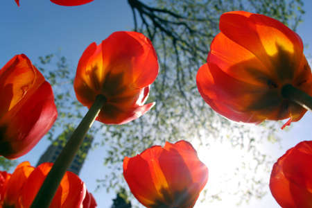 tulips