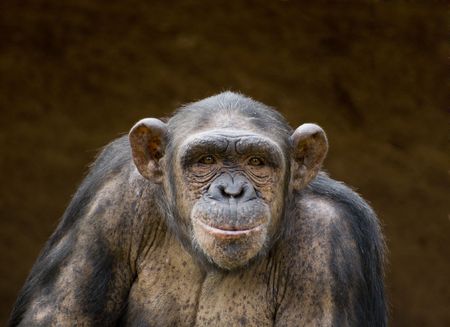 portrait of a chimpanzee