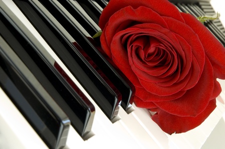 red rose on piano の写真素材