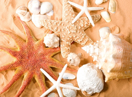 starfishes and shellfishes on sand background