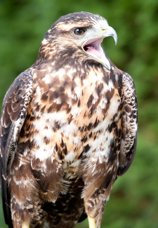 portrait of a brown eagleの写真素材