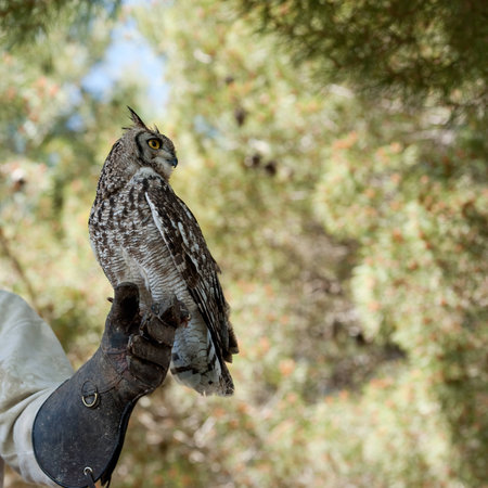 owl on falconryの写真素材