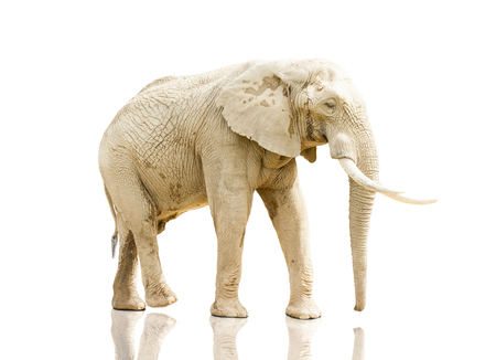 elephant walking On White Backgroundの写真素材