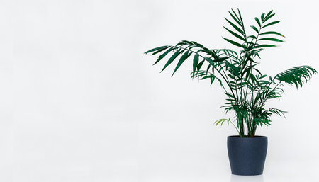 Kentia plant in gray pot with leaves on white background or white wallの写真素材