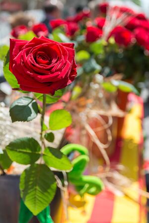 A close-up of red roses beside the colors of the Catalan flagの写真素材