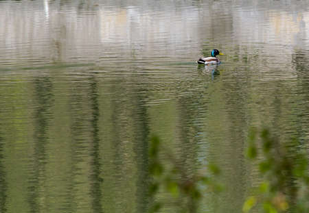 Duck-Drake swims in the pond, in the Park, during the dayの写真素材