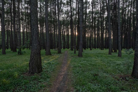 A path in a pine forest, going into the distance, among the treesの写真素材